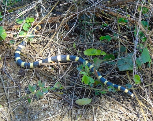 Mexican Short-tail Snake