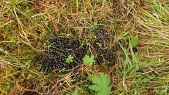 Moschus moschiferus