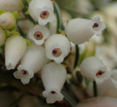 Erica caffra caffra
