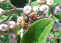 Apiomerus flaviventris