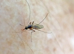 Aedes tormentor