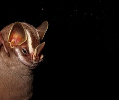 Vampyriscus bidens