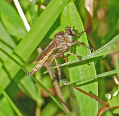 Machimus snowii