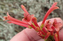 Erica curviflora curviflora