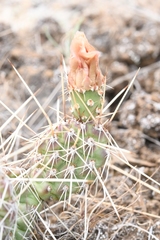 Opuntia fragilis