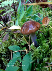 Cortinarius collinitus