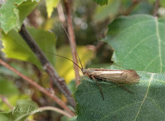 Limnephilus nigriceps