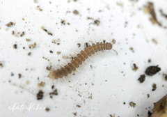 Polydesmus complanatus