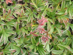 Potentilla caulescens