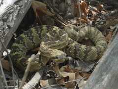 Crotalus molossus
