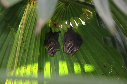 Pacific Tent-making Bat