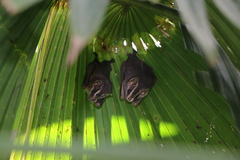 Uroderma bilobatum convexum