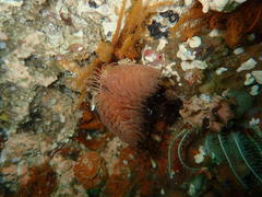 Protula bispiralis