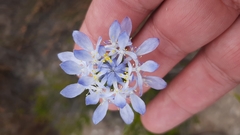 Lachnaea filamentosa