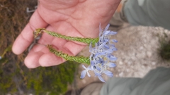 Lachnaea filamentosa