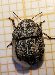 Psacasta tuberculata