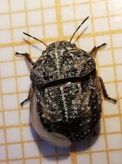 Psacasta tuberculata