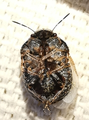 Psacasta tuberculata