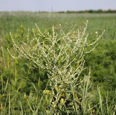 Lepidium sativum