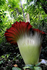 Amorphophallus titanum