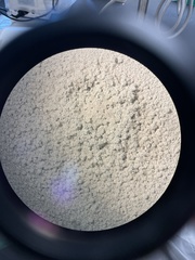 Penicillium