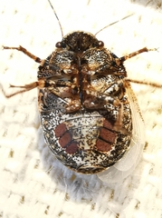 Psacasta tuberculata