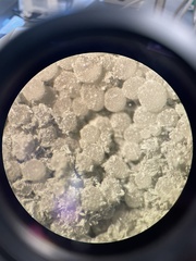 Penicillium