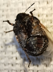 Psacasta tuberculata