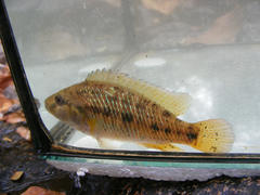 Pseudocrenilabrus philander