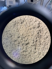 Penicillium