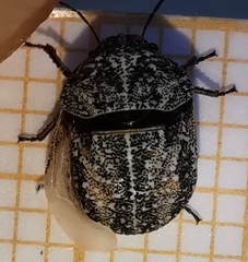 Psacasta tuberculata