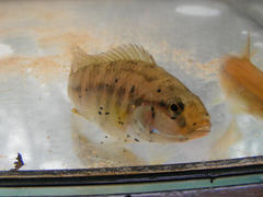 Pseudocrenilabrus philander