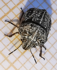 Psacasta tuberculata