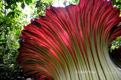 Amorphophallus titanum