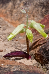 Lachenalia vanzyliae