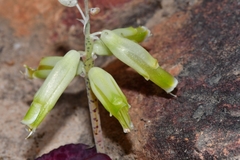 Lachenalia vanzyliae