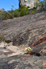 Lachenalia vanzyliae