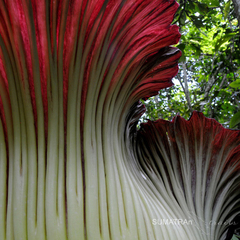 Amorphophallus titanum