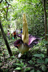 Amorphophallus titanum