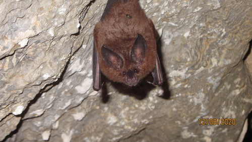 Golden Bat