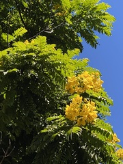 Cassia leptophylla