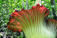 Amorphophallus titanum