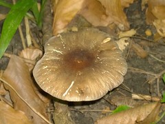 Pluteus deceptivus