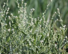 Lepidium sativum