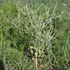 Lepidium sativum