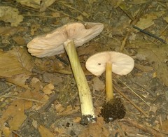 Pluteus deceptivus