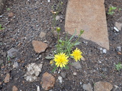 Crepis tectorum