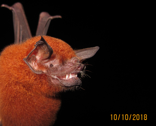Wagner's Common Mustached Bat