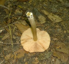 Pluteus deceptivus