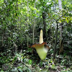 Amorphophallus titanum